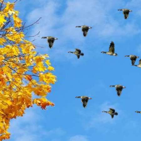 "Птицы осенью"