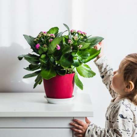 "Комнатные растения в жизни ребенка. Как научить ребенка ухаживать за комнатными растениями"